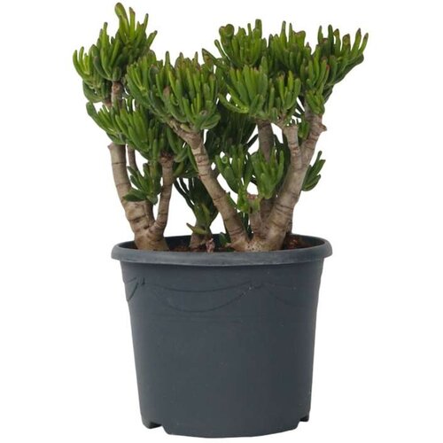 Plant in a Box okroglolistna tolstolistnica - crassula ovata 'hobbit' - višina 55-60cm - ⌀30cm, (21758301) Cene