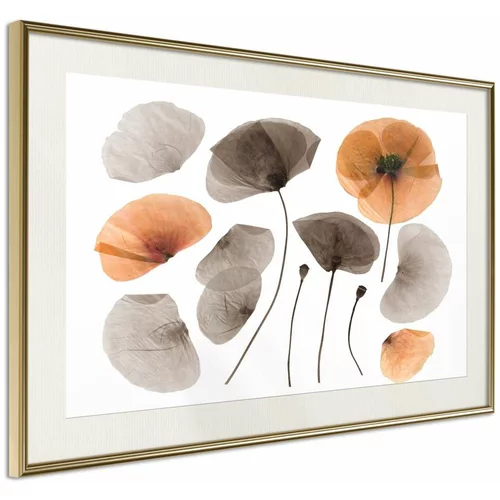  Poster - Dried Poppies 45x30
