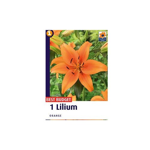  Ljiljan A1 Orange 14/16 AG Cijene