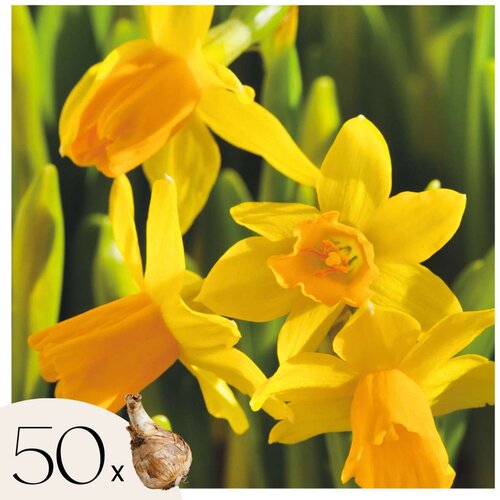 Plant in a Box Čebulice narcis - 50 kos - Narcissus 'Tête-à-Tête' - Cvetne čebulice - Rumena, (21755725) Cene