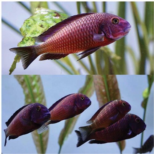 Akvarijum Centar Tropheus chilanga red Cene