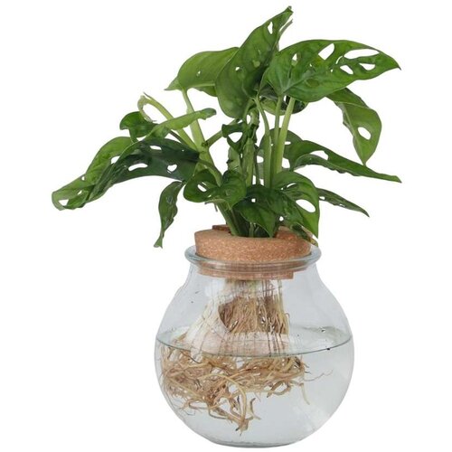 Plant in a Box Opičji list - Monstera adansonii 'Monkey Mask' - Višina 25-35cm - ⌀20cm, (21757854) Cene