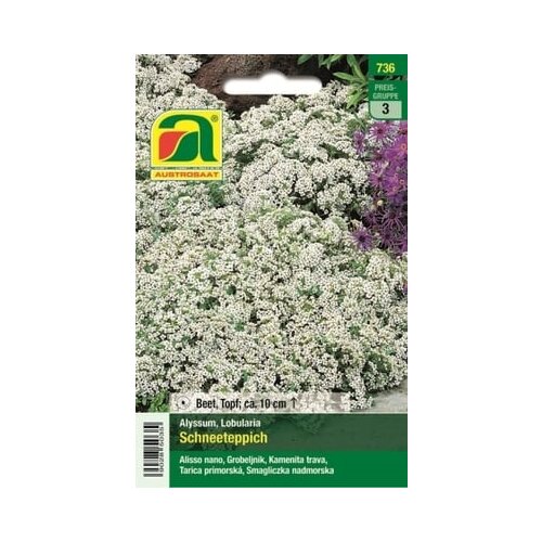 AUSTROSAAT Alyssum "Snežna odeja" Cene