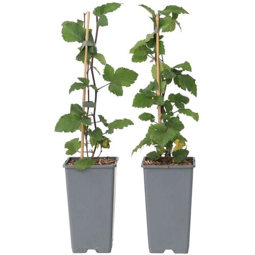 Plant in a Box rdeči ribez - 4 kos - ribes rubrum &amp;#039;jonkheer van tets&amp;#039; - vi&amp;scaron;ina 50-60cm - ⌀15cm, (21757718) Slike