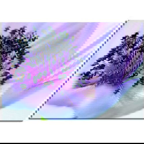 Pintdecor Zidni ukras Anemone Cijene