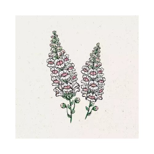  Odolin 'Appleblossom' Antirrhinum majus Cene