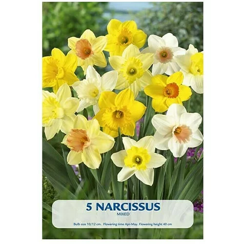  Cvjetne lukovice Narcissus mixed (Žuta, Botanički opis: Narcissus)