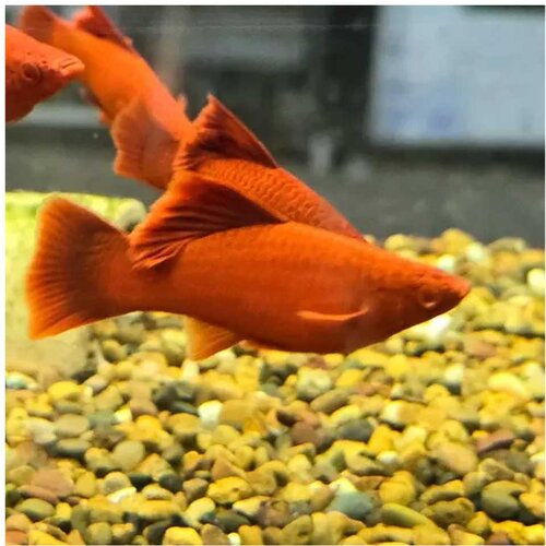  xiphophorus helleri var. - ksifo rubin Slike