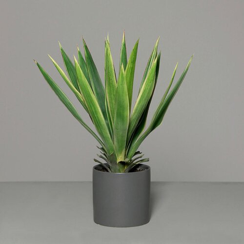 Lesnina XXXL UMETNA RASTLINA 60 cm Slike