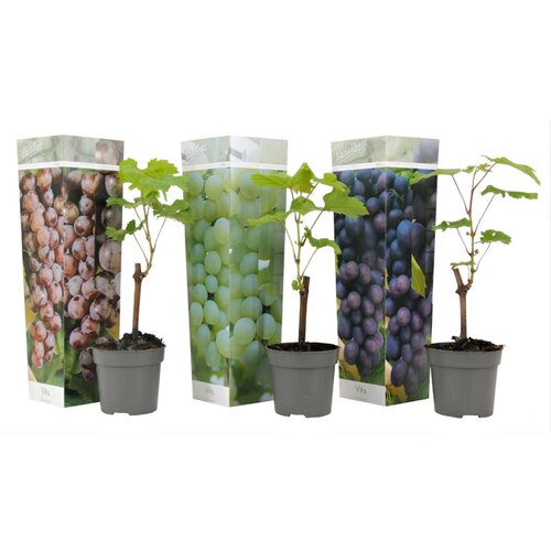 Plant in a Box vinska trta - 3 kos - vitis vinifera - višina 25-40cm - ⌀9cm, (21757822) Cene