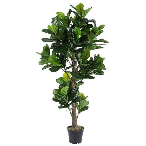  CVIJEĆE FIKUS 190CM U SAKSIJI 0172637 Slike