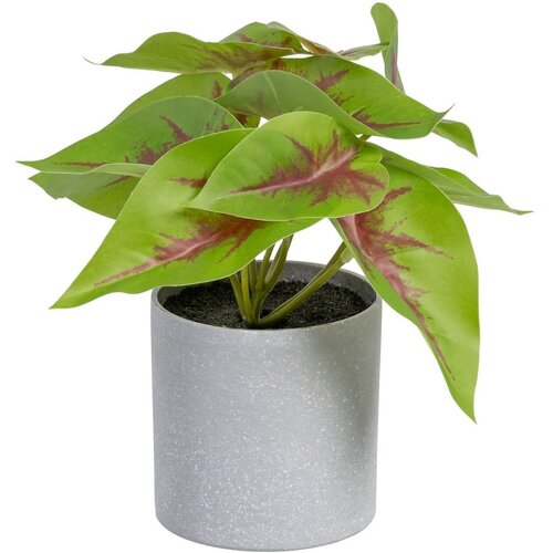 Ixia Umjetna biljka (visina 20 cm) Syngonium &amp;ndash; Slike