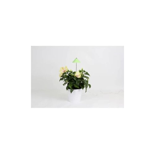 Venso LED svjetlo za biljaka SUNLiTE 24 V LED fiksno ugrađena 7 W neutralna bijela 1 St. Cijene