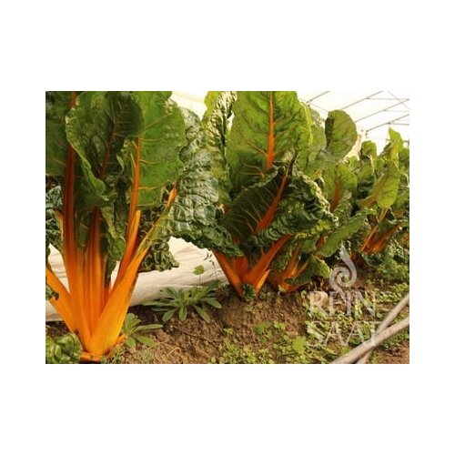 ReinSaat Blitva "Five Colours Yellow" Cene