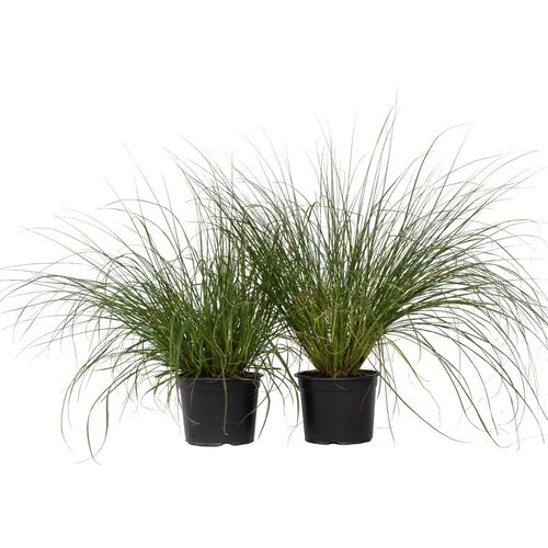 Plant in a Box Lisičjerepa perjanka - 2 kos - Pennisetum 'Hameln' - V20-30cm - ⌀23cm, (21778559) Cene