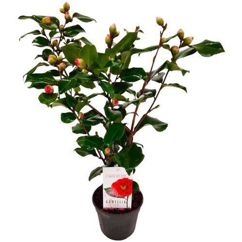 Plant in a Box japonska kamelija - camellia japonica 'dr. king' - višina 50-60cm - ⌀15cm, (21757810) Cene