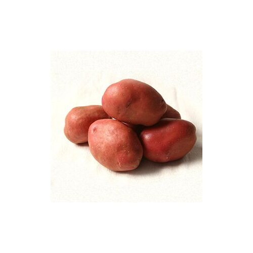  Krompir Red Scarlet 5kg A 35/55 Cijene