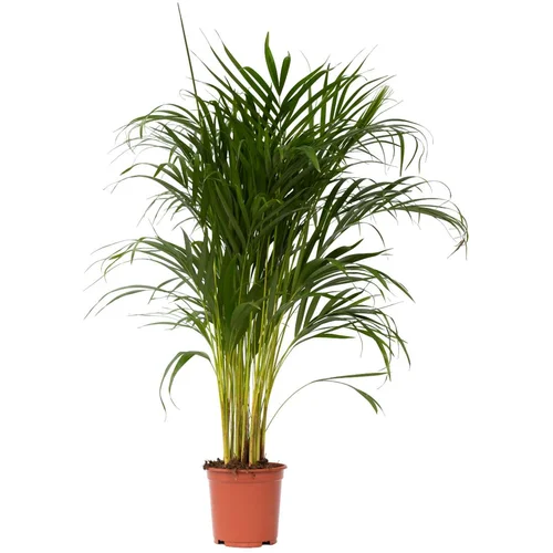 Plant in a Box Palma areka - Dypsis lutescens - Višina 100-120cm - ⌀21cm, (21758112)