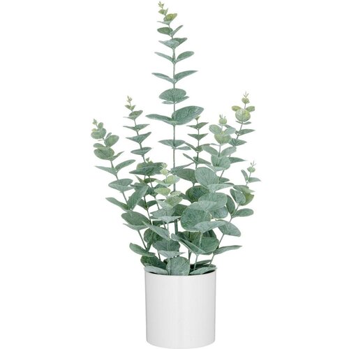 M&amp;ouml;max Umetna Rastlina Eukalyptus I Slike