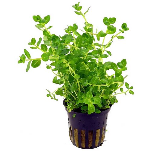 Rainforest Rotala sp. green Cene