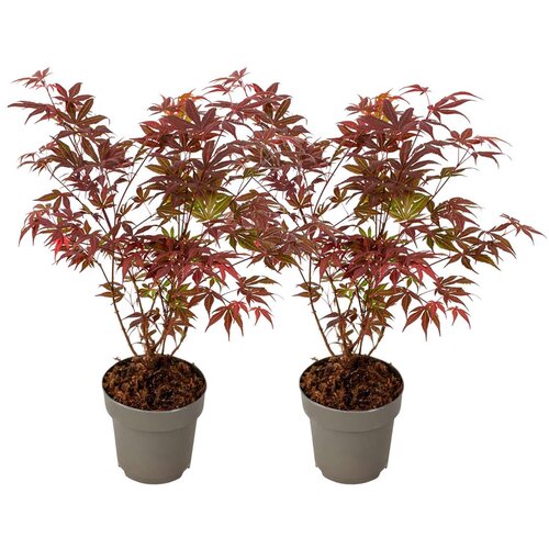 Plant in a Box japonski javor - 2 kosi - acer palmatum atropurpureum - višina 35-55cm - ⌀15cm, (21814292) Cene