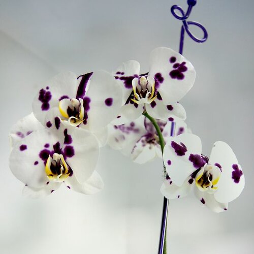 Štap za orhideje 3 komada 600mm Slike