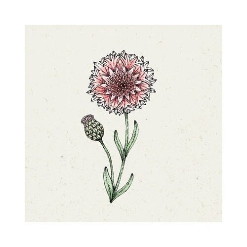 Jora Dahl Centaurea Cyanus "Classic Romantic" - modri glavinec Cene