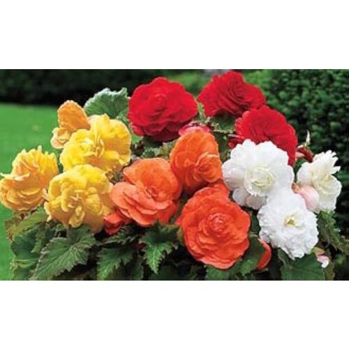 Royal De Ree Lukovica Begonija - Begonia Camelia Mix 3/1 Cene