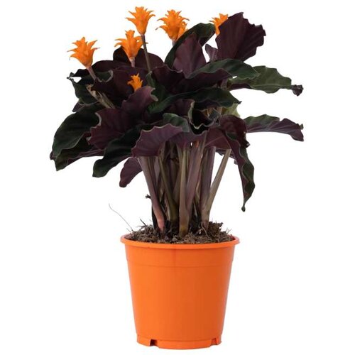 Plant in a Box Kalateja - Calathea crocata 'Tassmania' - Višina 40-50cm - ⌀14cm, (21758318) Cene
