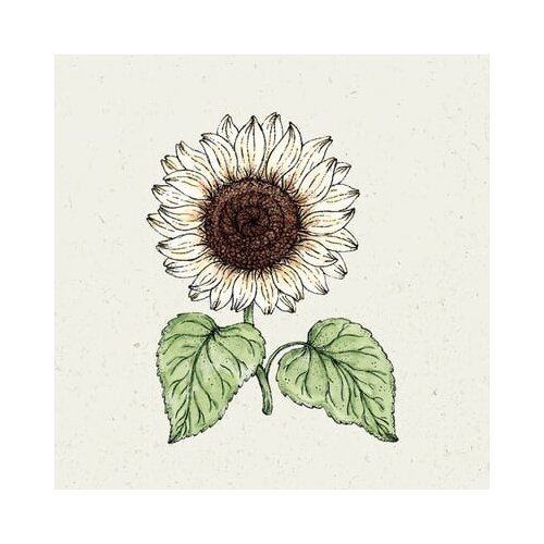 Jora Dahl Sončnica Helianthus Debilis "italian white" Cene