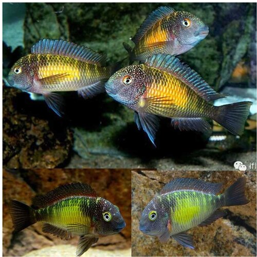 Akvarijum Centar tropheus moorii mpulungu Cene
