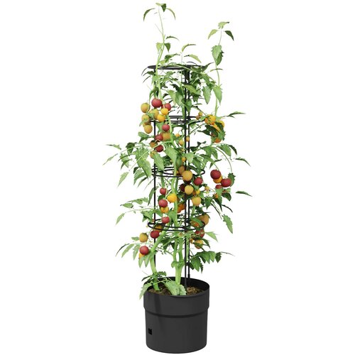  Uzgajivač rajčice Crna &amp;Oslash; 32 x 127 cm PP Slike