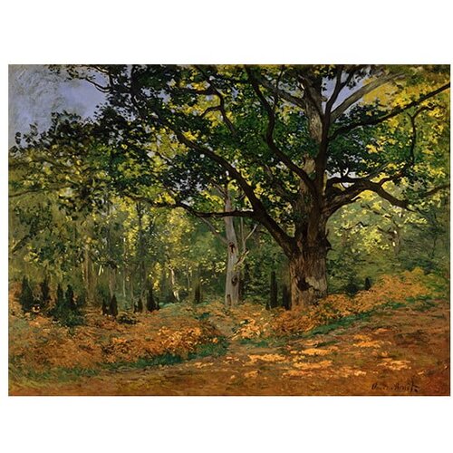 Fedkolor Reprodukcija slike Claude Monet - The Bodmer Oak, Fontainebleau Forest, 70 x 50 cm Slike