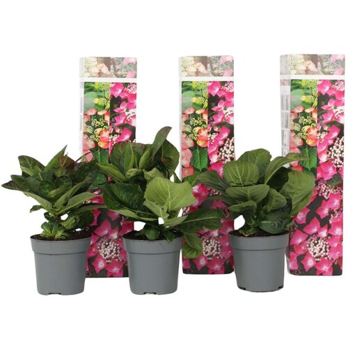 Plant in a Box hortenzija - 3 kos - hydrangea macrophylla teller 'red bull' - V25-40cm - ⌀9cm, (21757700) Cene