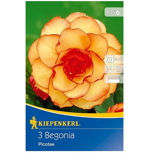 KIEPENKERL Lukovice ljetnog cvijeća (Begonia x tuberhybrida 'Picotee', 3 Kom.) Cijene