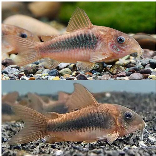 Akvarijum Centar bronze cory Cene