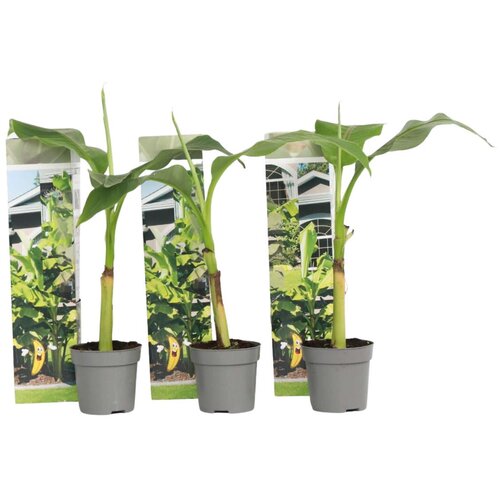 Plant in a Box japonski bananovec - 3 kos - musa basjoo - vi&amp;scaron;ina 25-40cm - ⌀9cm, (21757488) Slike