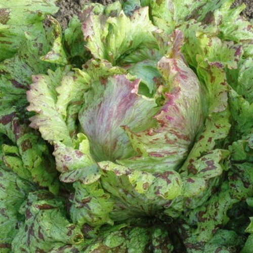 Kokopelli Bio solata „Joker“ - 1 g Cene