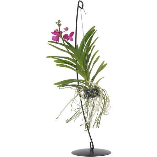 Plant in a Box orhideja vanda - vanda 'pink' - višina 45-55cm, (21758097) Cene