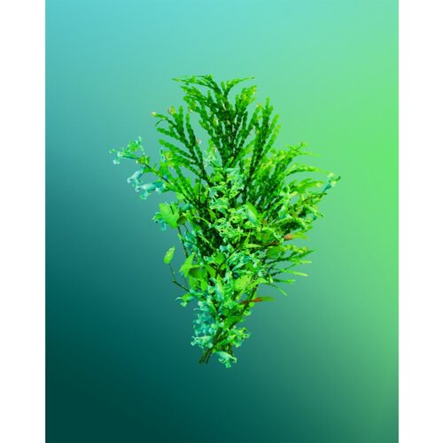 Adidas Vibes Full Recharge parfumska voda uniseks 30 ml Slike