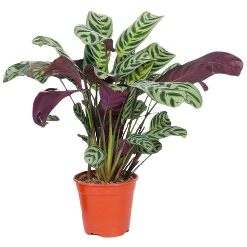 Plant in a Box marant - ctenanthe 'burle-marxii' - višina 25-40cm - ⌀12cm, (21757910) Cene