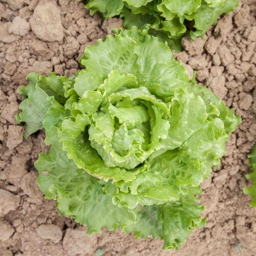 BIO listnata solata "Chou de Naples&ldquo; - 1 g Cene