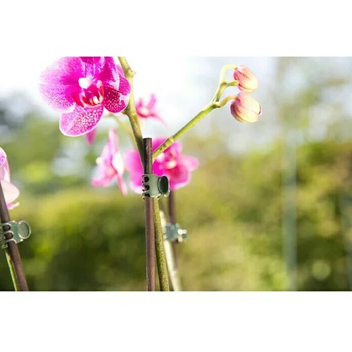 GARDOL Kvačice za orhideje (10 Kom., Zelene boje)