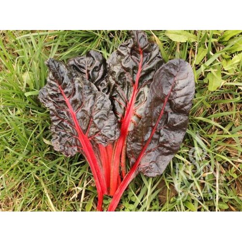 ReinSaat Blitva "Five Colours Red" - 1 pkt. Cene