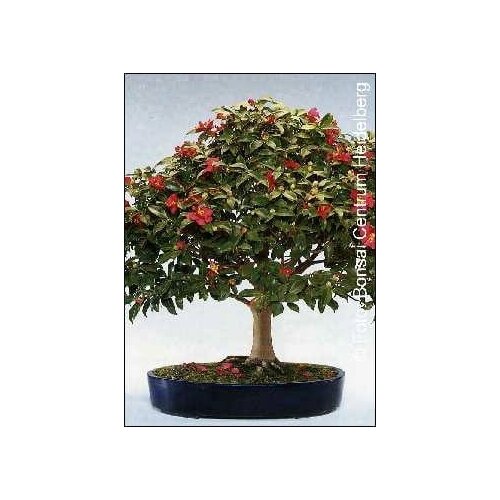 TROPICA Camelie Cene