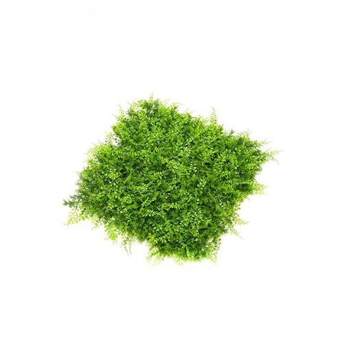 Emerald Zidna dekoracija Zeleni zid 3D Juniperus, 50x50cm Cene