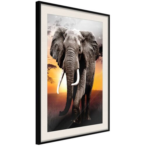  Poster - Majestic Elephant 30x45 Slike
