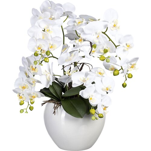  Orhideja Phalaenopsis v keramičnem loncu, višina 560 mm, bele barve Cene