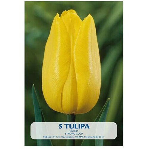 Cvjetne lukovice Tulipan Strong Gold (Žuta, Botanički opis: Tulipa) Cijene