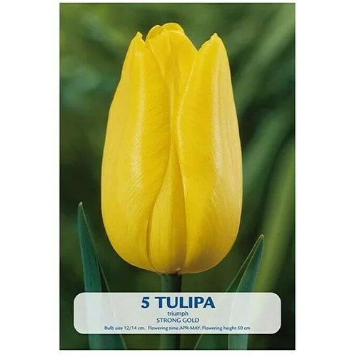  Cvjetne lukovice Tulipan Strong Gold (Žuta, Botanički opis: Tulipa)